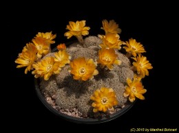 Sulcorebutia steinbachii v. kruegeri WK177 3430
